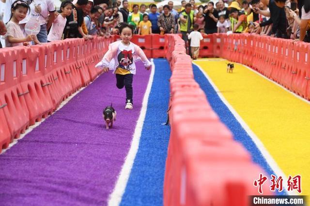 重庆：“香猪跑”比赛尽显萌态