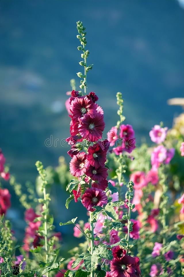 它是草本牡丹花，一株能开十几朵，什么时候播种最合适