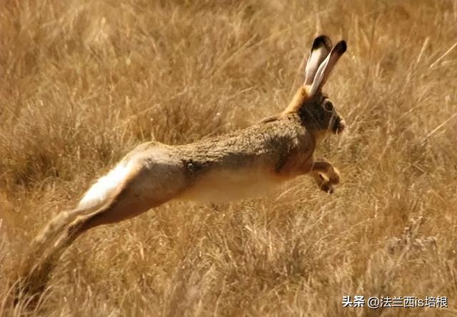 绍兴3男子猎野兔被抓，1年生30只幼崽的兔子，难道还要保护？