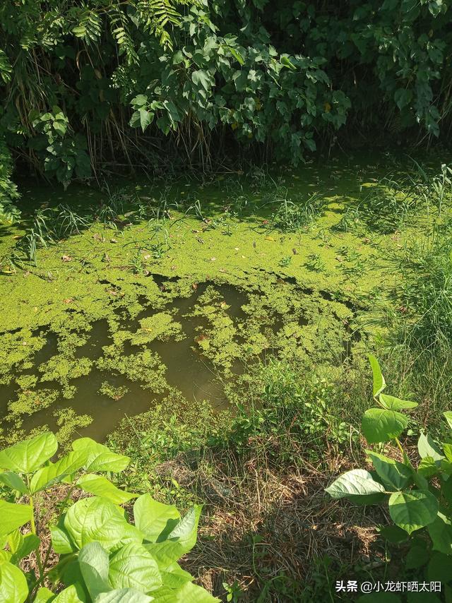 夏季高温虾田水质有机物过多污染严重，你可以选择水葫芦来吸污