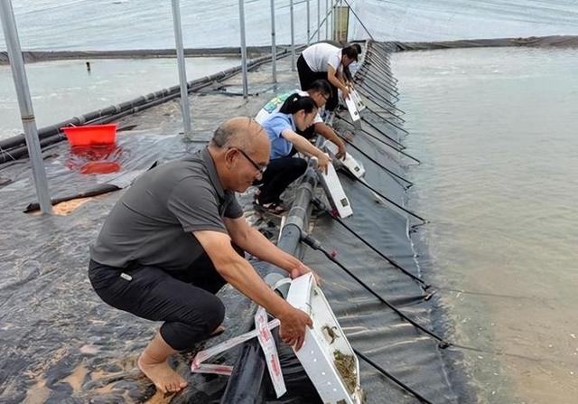 中国沙漠养殖深海大虾，岸田想取消“核食”禁令