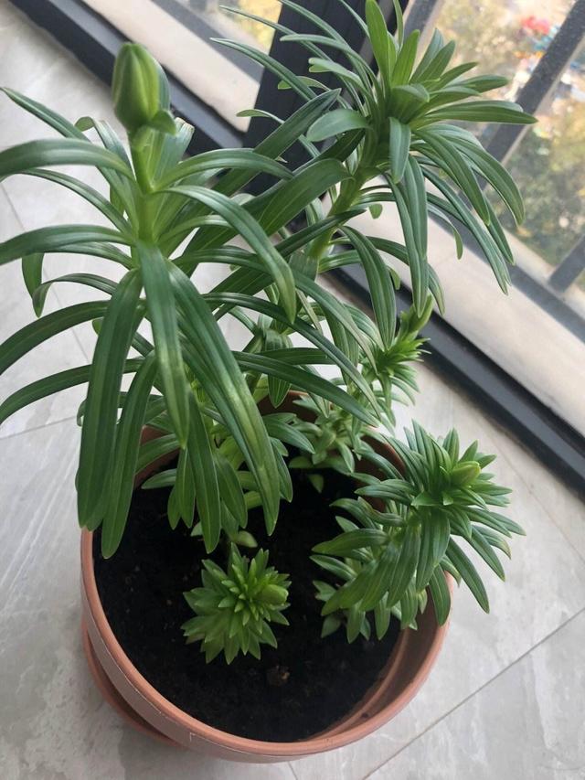 百合花种植技巧，就“3个”，亭亭玉立花大色艳，以后年年都开花