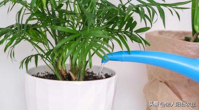 室内植物怎样养殖？ 15 个工作做好，你就成为养花高手