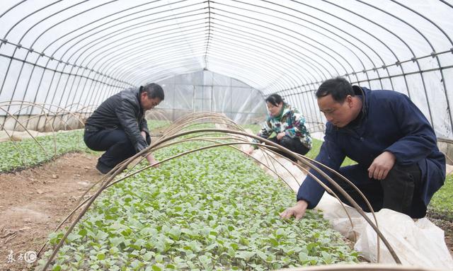 鸡粪怎么施用，才不会对蔬菜带来危害