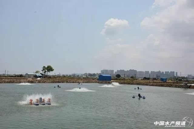 “中国海鲈之乡” 珠海白蕉镇：多管齐下助海鲈走出去