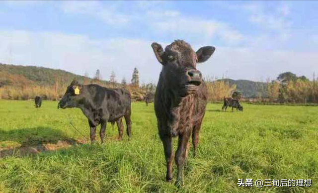 打好种业翻身仗！保护与改良家畜基因，提升珍稀品种的遗传基因