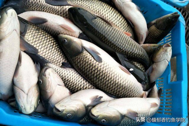 冬天如何钓草鱼？用什么鱼饵？冬天钓草鱼的技巧和好用的鱼饵