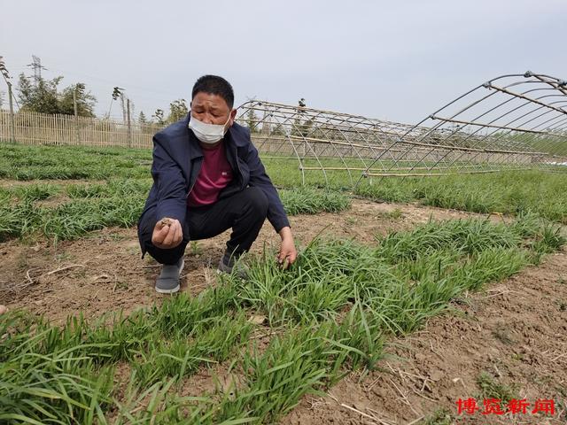 蹲点调查︱淄博“生态农场”是怎样炼成的？