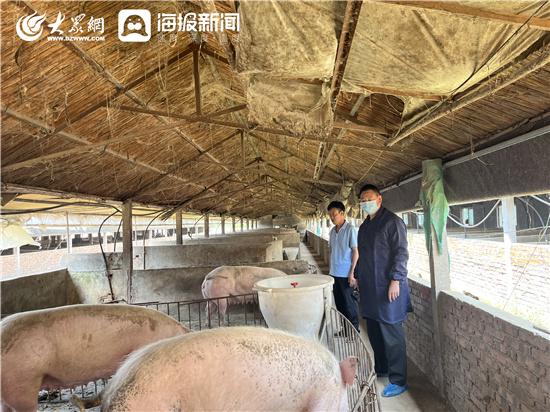 生猪保险真是好，保住成本风险小——诸城市桃园片区大力实施生猪保险，为养猪户保驾护航