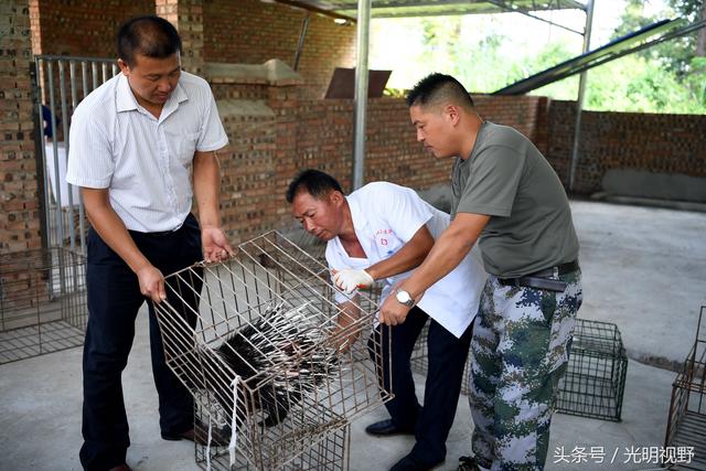 贵州：退伍军人养殖特色豪猪，一年产值过百万，贫困户跟着发财