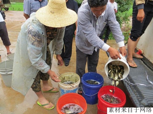 有人说稻田养鱼是骗局，真实情况如何？看山区农民怎么做