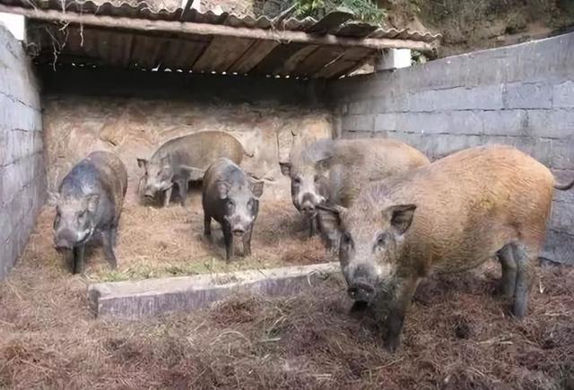 游荐 │ 摘水果、品野味、住农家、垂钓、自助烧烤等……在这里，让你找回童年采摘乐趣！