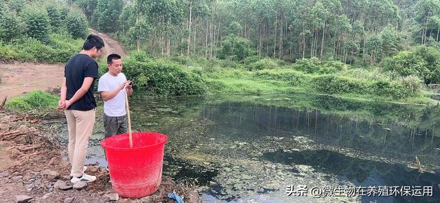 养殖废水流入到小沟渠中导致污染后用微生物技术的快速处理技术