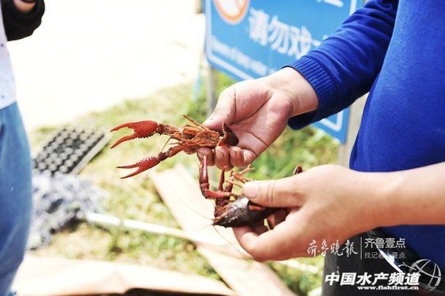 山东小龙虾陆续上市，近期价格回落但总体行情向好