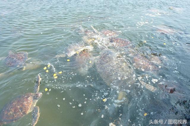 湛江硇洲岛探访海龟养殖基地，饲养员切南瓜喂海龟