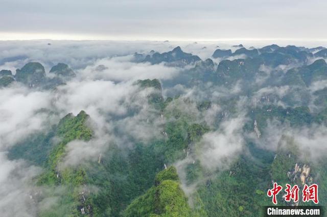 广西发现植物新种“卵药蜘蛛抱蛋”