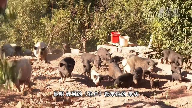 云南新平：放养小香猪“拱”出致富路