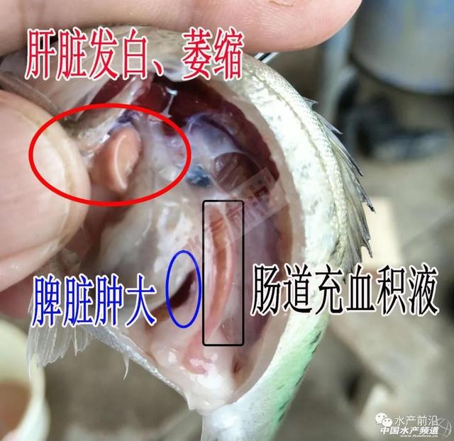 海鲈怪病”席卷粤闽，浮头游水暴毙惨烈！没法治？｜罗后兵专栏