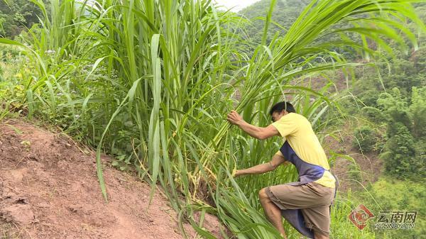 普洱市宁洱县：种草养牛“拔穷根”添底气