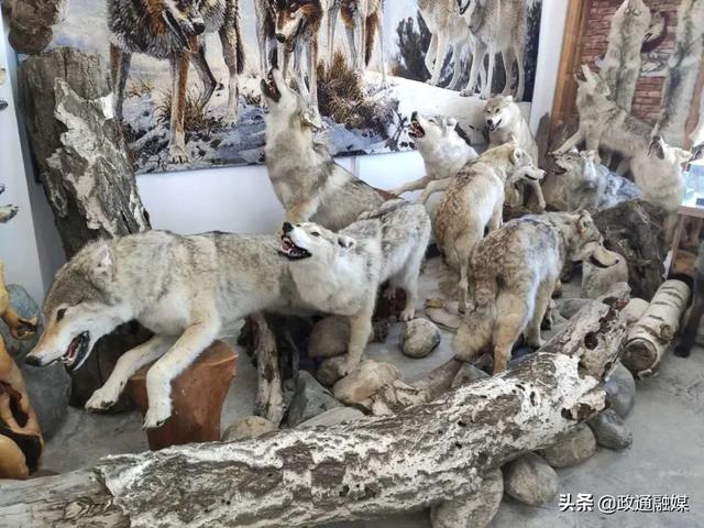 看狼、玩雪、激情越野一站全搞定，青格里狼山景区欢迎您