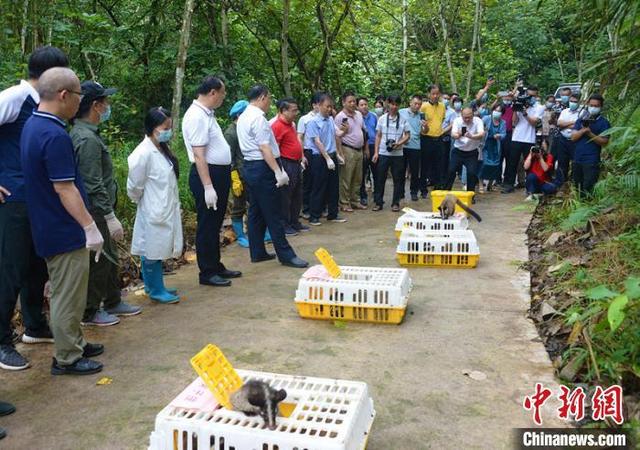 广西放归一批陆生野生动物 人工繁育产业有序转型