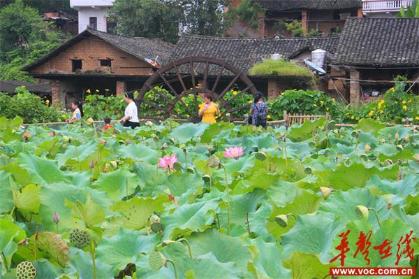 邵阳县白仓镇：古韵三门江 相约荷花季