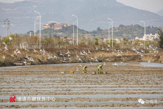 大揭秘！福清1600多万粒蛏子，竟然是这样放养