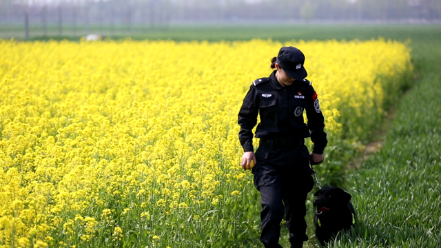 在火车站看到的警犬是从哪里来的？