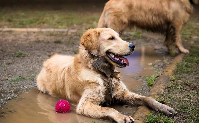 金毛犬很受欢迎，但弃养的人越来越多，理由出奇一致