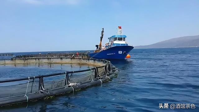 金乌贼的生物特征与室内人工繁育技术