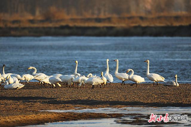 「走邮路 看新局」高台天鹅为什么不南迁？