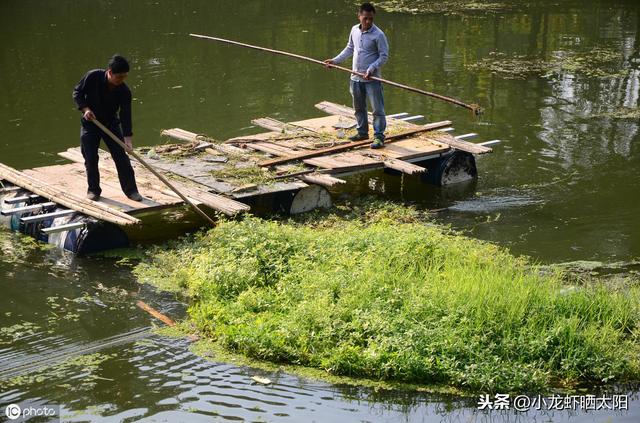 夏季高温虾田水质有机物过多污染严重，你可以选择水葫芦来吸污