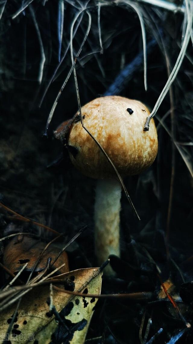 立秋后，碰到此蘑菇别手软，晒干囤上5斤，炖肉吃太香了