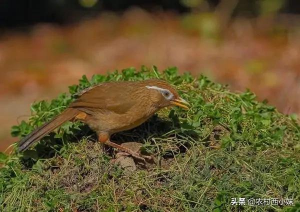 饲养画眉鸟，关键还在要“精”不要糊