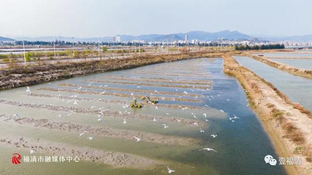 大揭秘！福清1600多万粒蛏子，竟然是这样放养