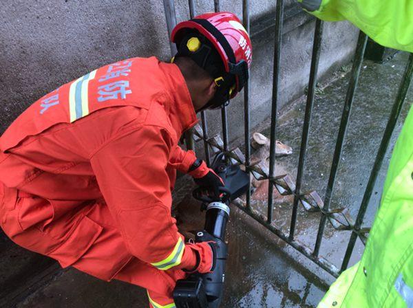 风雨天野生獐下山被困普陀消防拆铁门施救