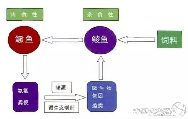 循环水养殖鳜鱼和鲮鱼，增产增效病害少，怎么操作？