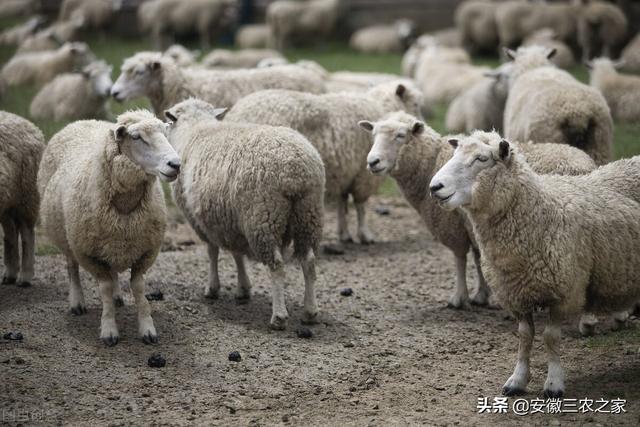 养殖机会来了，提前做好这些准备，在行情低迷中绝地反击