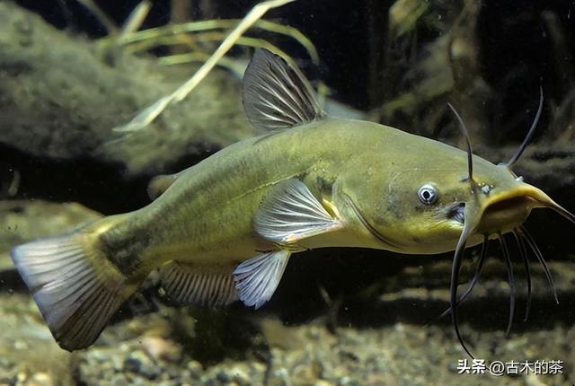 革胡子鲶鱼的生物性特性与养殖技术