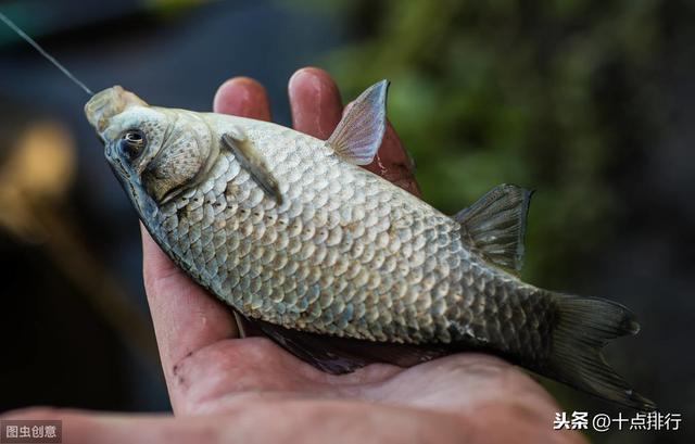 生活中常见的十大淡水鱼排行，第8种味道不错但吃得比较少了