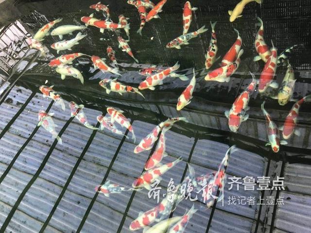 这才是临沂锦鲤，最贵的一条卖出了125万