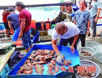 海捕蟹大量“登鹭”