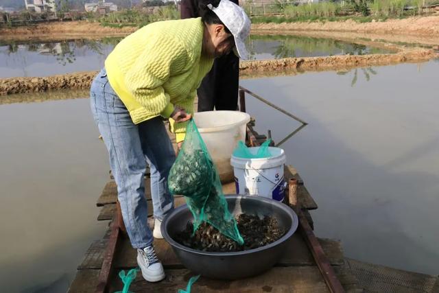 春投苗 秋收蟹！石屏县宝秀镇开启“水上春耕”模式