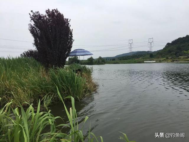 以小麦为主自制一款窝料，鲫鲤草鳊通杀，附上比例及用法