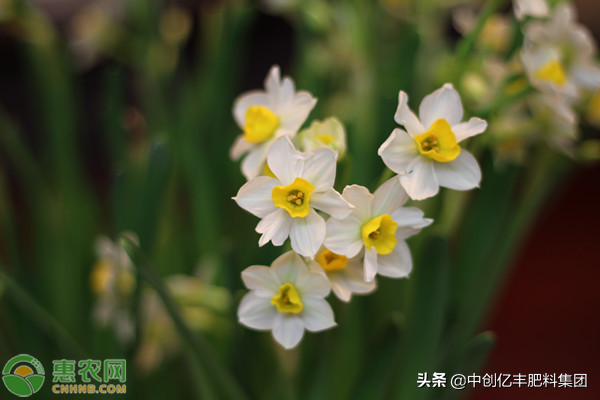 水仙花养殖方法及注意事项