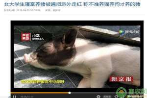 乡猪养殖(女大学生把猪当宠物？小香猪成养猪新商机（附养殖技术及补贴）)