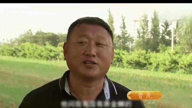 河北老人捡树枝，一天能赚400多，男子带动5000户农户发财致富