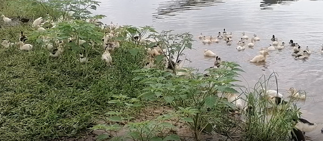 鱼塘养鸭模式中，养殖肥鸭节约成本的方法