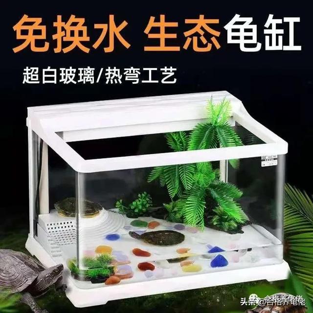 一年不用换水的龟缸，你见过吗？