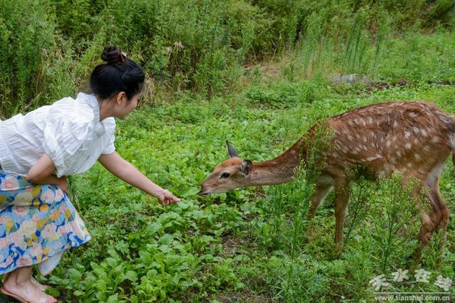 天水在线打卡甘谷县古坡镇梅花鹿生态养殖观光基地